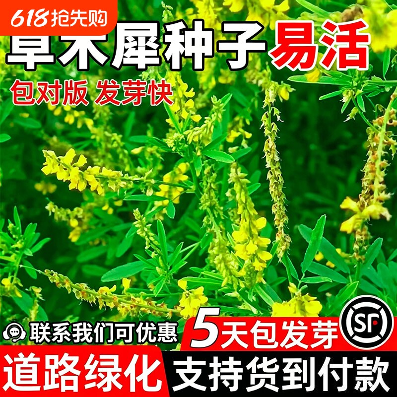 草木犀种子草木樨籽黄花臭苜蓿绿肥耐旱耐寒耐贫瘠蜜源优质牧草种