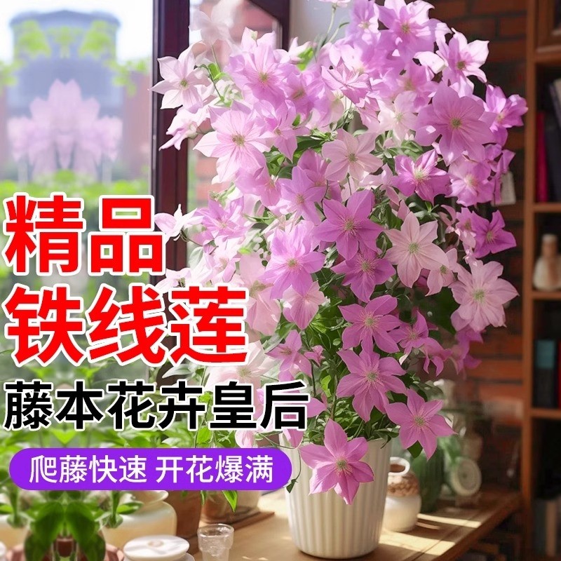 乌托邦铁线莲盆栽花卉球兰大苗蔷薇爬藤月季花苗室内外耐寒绿植物