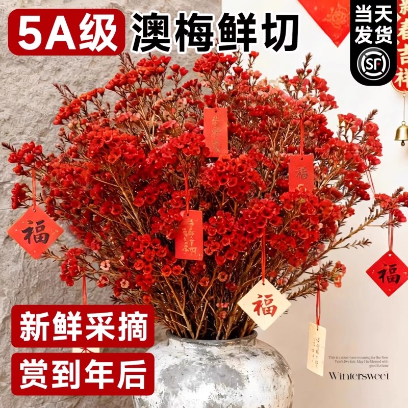 澳洲腊梅鲜花水培鲜枝干枝真花年宵花卉过年花冬季蜡梅鲜切花客厅