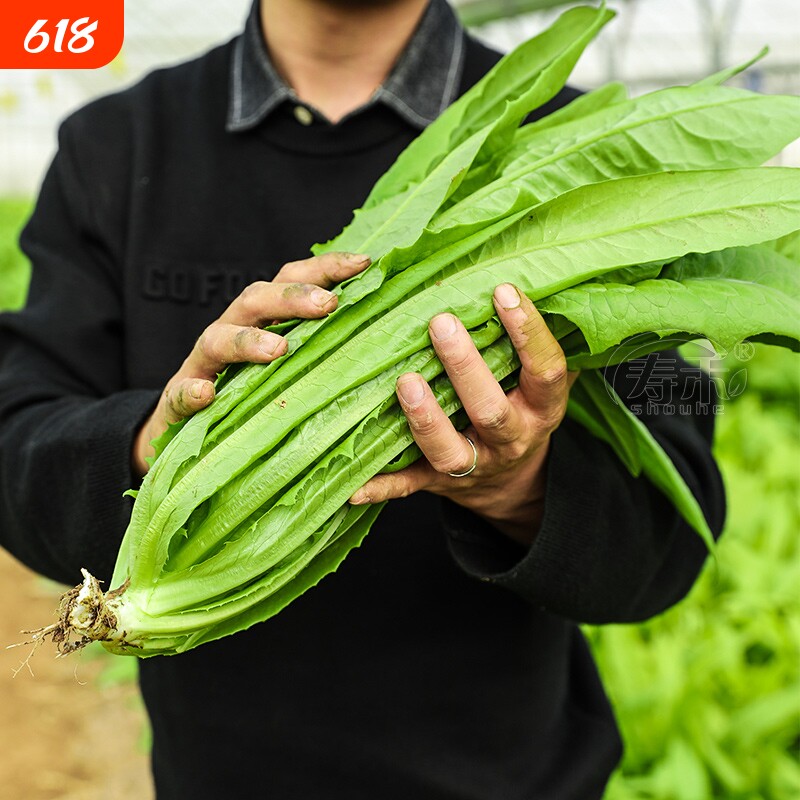 油麦菜种子四季播青菜种籽仔阳台菜籽盆栽籽种蔬菜孑春季菜种大全