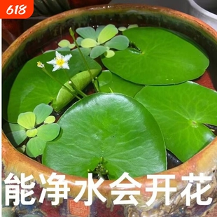 一叶莲水培植物带花苞碗莲水生睡莲莲四季荷花四季开花鱼虾缸水质