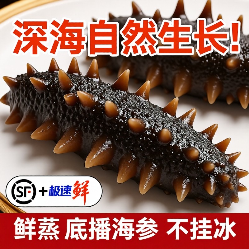 海参大连即食1斤2斤克冷冻海刺参500g水产滋补食物泡发底播