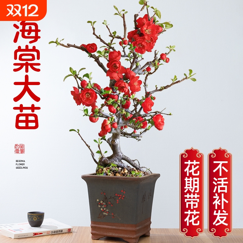 海棠花盆栽四季真海棠垂丝树苗庭院地栽花卉盆景老桩重瓣开花带花