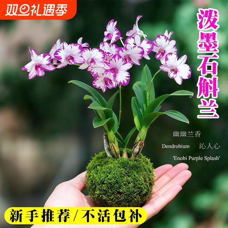 名贵白泼墨秋石斛兰花苗冬带花室内好养浓香水培盆栽花卉绿植香水