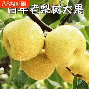 安徽砀山正宗酥梨山梨新鲜水果冰糖雪梨汁烤梨用爆汁鸭梨百年梨树