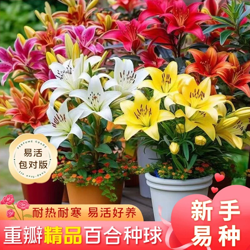 重瓣香水百合种球好养活室内阳台盆栽庭院地载多年生耐寒耐热植物