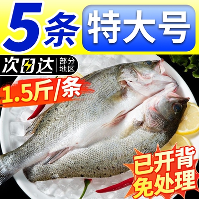 新鲜海鲈鱼开背冷冻鲜活