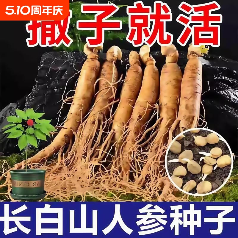 长白山人参种子正品野山参四季中药材室内观花卉盆栽阳台种植椰砖