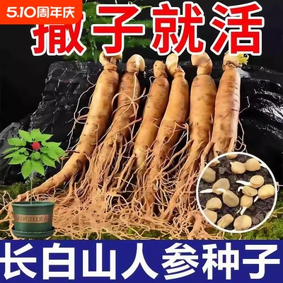 长白山人参种子正品野山参四季中药材室内观花卉盆栽阳台种植椰砖
