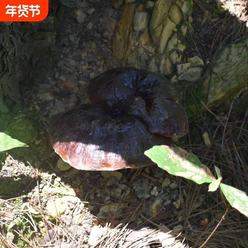 贵州深山野生黑灵芝整个 正宗野生灵芝正朵正品干货 可泡酒可泡茶