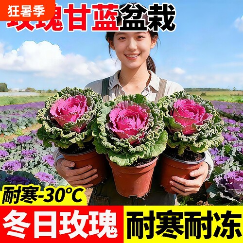 羽衣甘蓝盆栽大苗食用植物花卉牡丹冬季耐寒室内室外种植耐冻品种