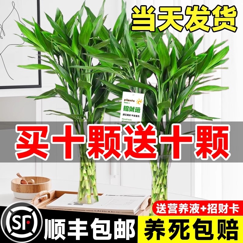 富贵竹水培植物客厅招发财竹子节节高绿植盆栽花卉植物室内花水养