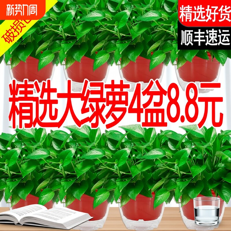 绿萝盆栽室内植物新房家用净化空气水培绿植花卉长藤垂吊大叶绿萝