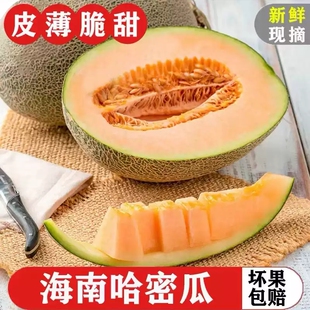 新疆哈密瓜大果哈蜜瓜孕妇水果新货多汁脆甜包邮整箱现发新鲜优质