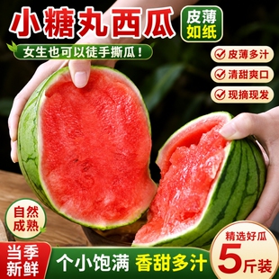 正宗小糖丸西瓜甜脆爆汁薄皮红壤手剥小吊瓜口口脆新鲜网红水果