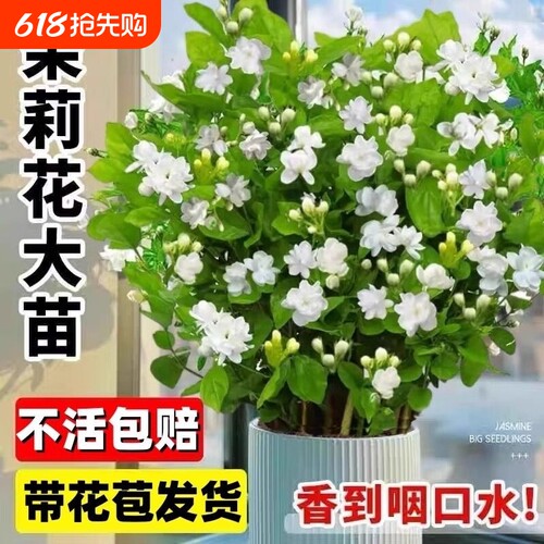 重瓣茉莉花苗盆栽带花苞栀子花水培九里香老桩驱蚊植物四季客厅