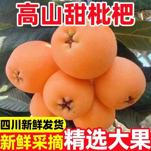 攀枝花米易枇杷新鲜水果大五星枇杷果当季时令高山琵琶果应季整箱