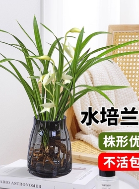 水培植物素心兰花盆栽建兰室内好养耐寒浓香兰草名贵花卉夏带花苞