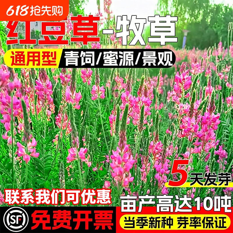 红豆草种子果园绿肥青饲蜜源景观绿化高产牧草耐盐碱护坡固土草籽