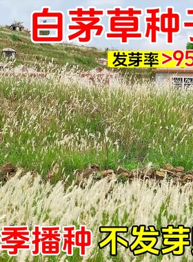 白茅草种子坟头山坡绿化针茅白毛草长镰草四季播易活响铃草根种籽