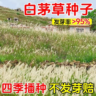 白茅草种子坟头山坡绿化针茅白毛草长镰草四季播易活响铃草根种籽