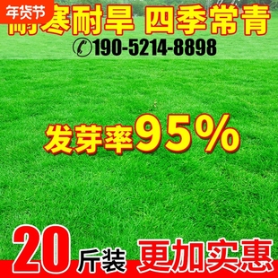 草坪草籽四季常青地毯草绿化护坡固土狗牙根黑麦草草子草种子种植