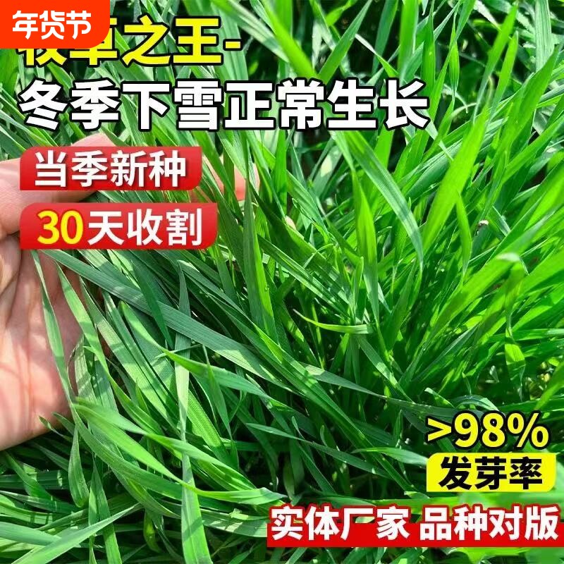 黑麦草种籽子种四季多年生耐寒牧草种籽畜牧养殖鸡鸭牛羊鱼草种子