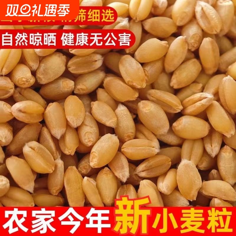 新货小麦粒小麦仁麦子粒小麦带皮小麦米全麦带皮新货小麦磨面批发