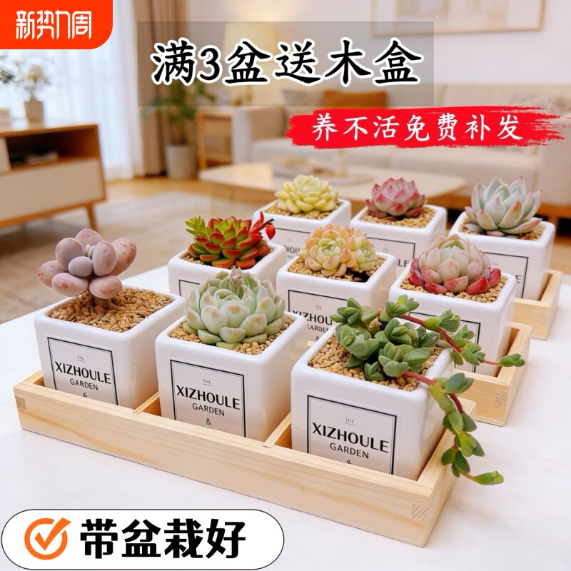 多肉植物小盆栽绿植多肉绿植花卉带盆栽好办公桌幼儿园老师小礼品