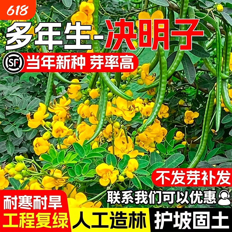 决明子种子灌木种籽护坡固土矿山边坡绿化四季常青多年生复绿草籽