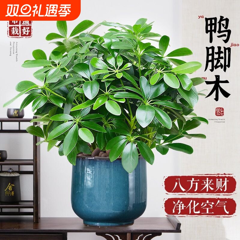 鸭脚木盆栽绿植八方来财桌面鸭掌木办公室客厅四季常青大盆好养活