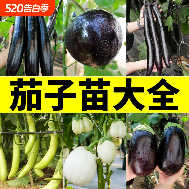 茄子种子苗大全春夏播种早熟蔬菜种籽大田高产茄子紫茄良种菜籽孑