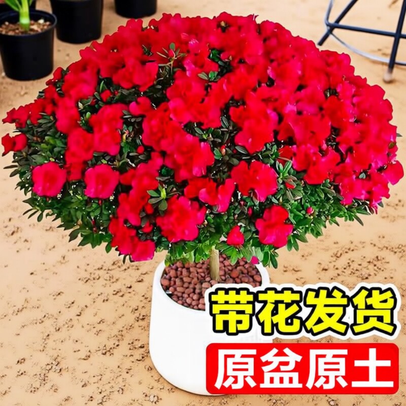 杜鹃花盆栽小苗客厅花卉绿植鲜花大花苗植物带花室外老桩种植阳台