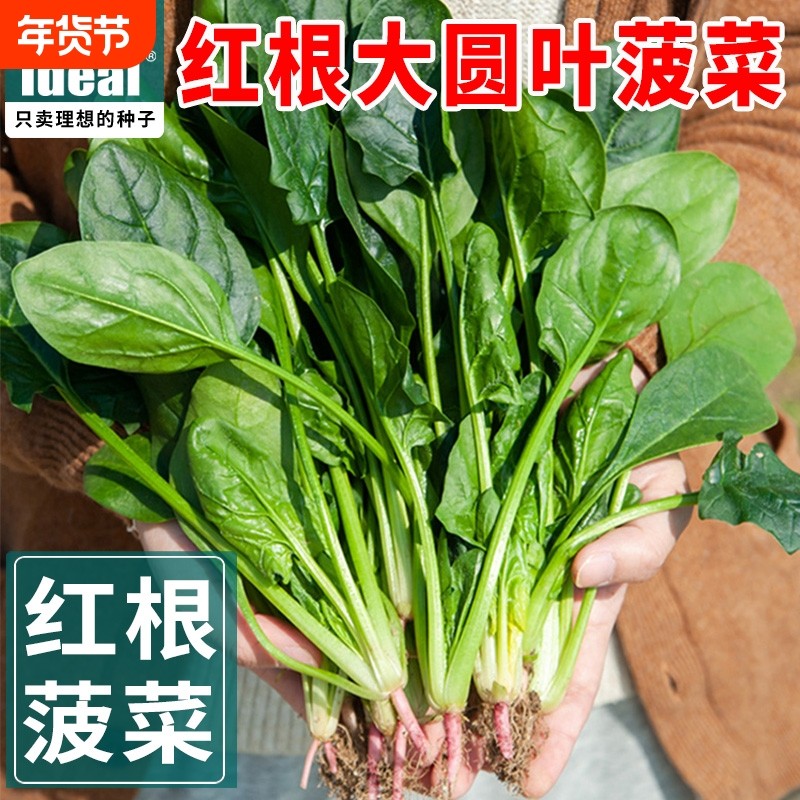 大叶菠菜种子四季蔬菜冬季籽种冬天耐寒菜种波菜孑菜籽子种植耐热