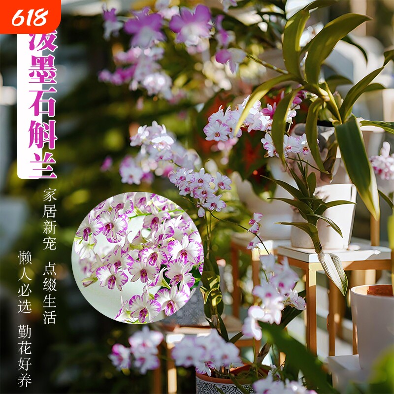 精品秋石斛兰花苗室内盆栽白泼墨阳台好养浓香水培花卉绿植客厅