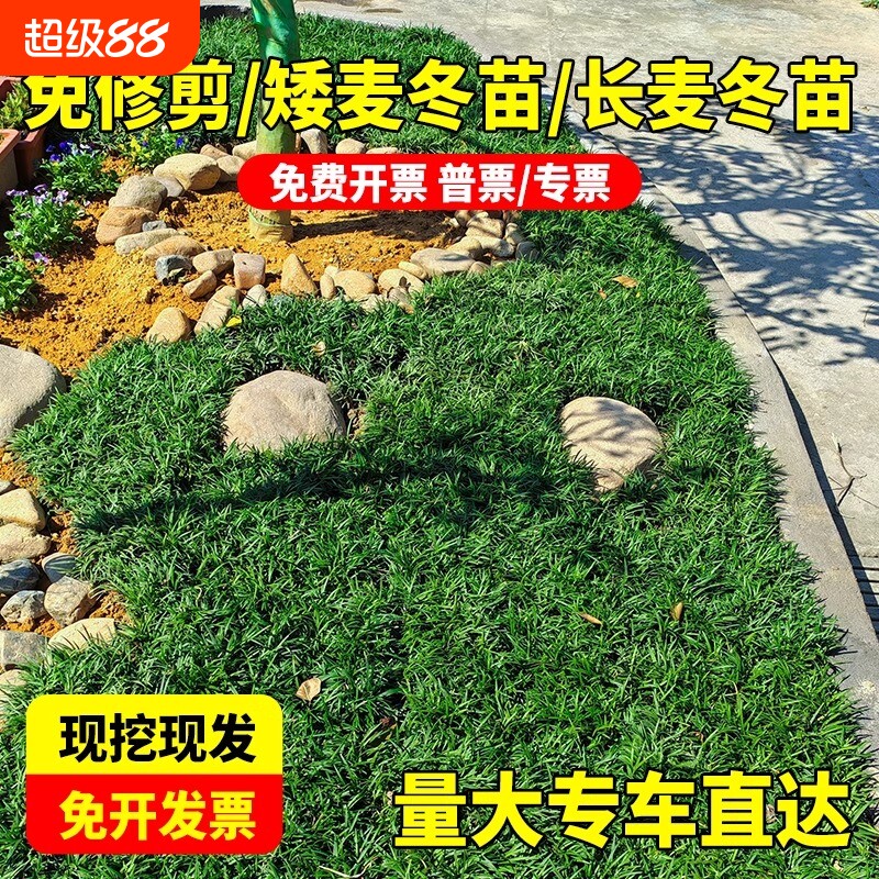 麦冬草苗玉龙草籽日本矮麦冬草苗细叶麦冬籽四季常青庭院绿化种子图片
