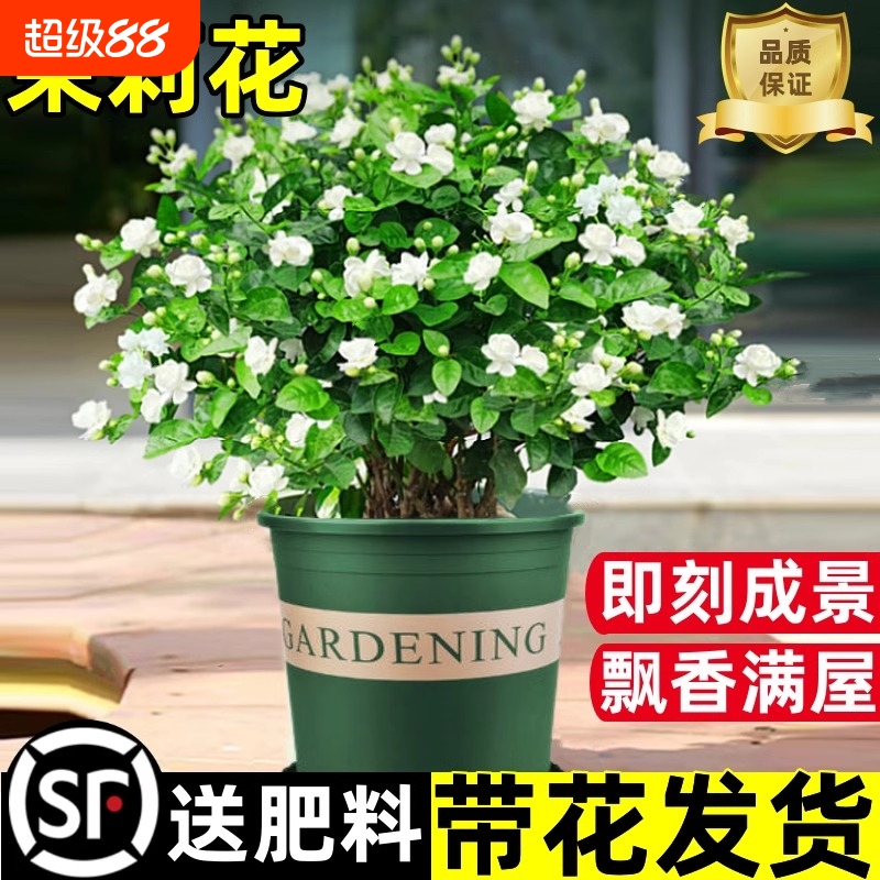 茉莉花苗盆栽带花苞老桩驱蚊水培栀子花卉绿植物室内四季开