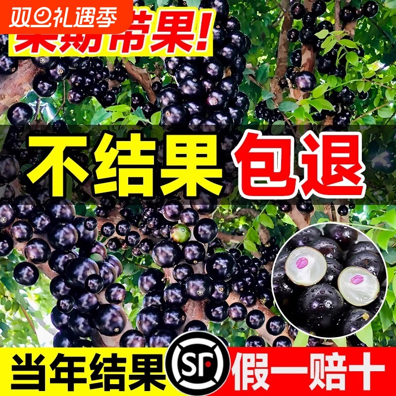 正宗四季果树葡萄苗果树盆栽