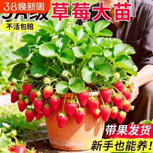 草莓苗盆栽秧苗丹东99新苗秧四季奶油玄玉脱毒种苗大室内种植结果