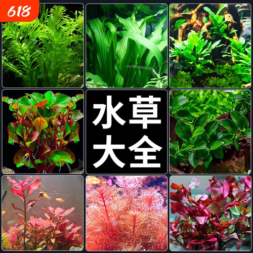 蜈蚣草水草套餐|回头客超3500人