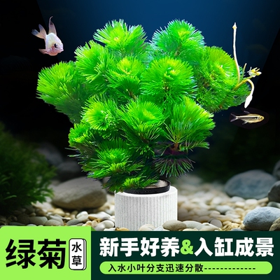 绿菊水草植物活净水真草