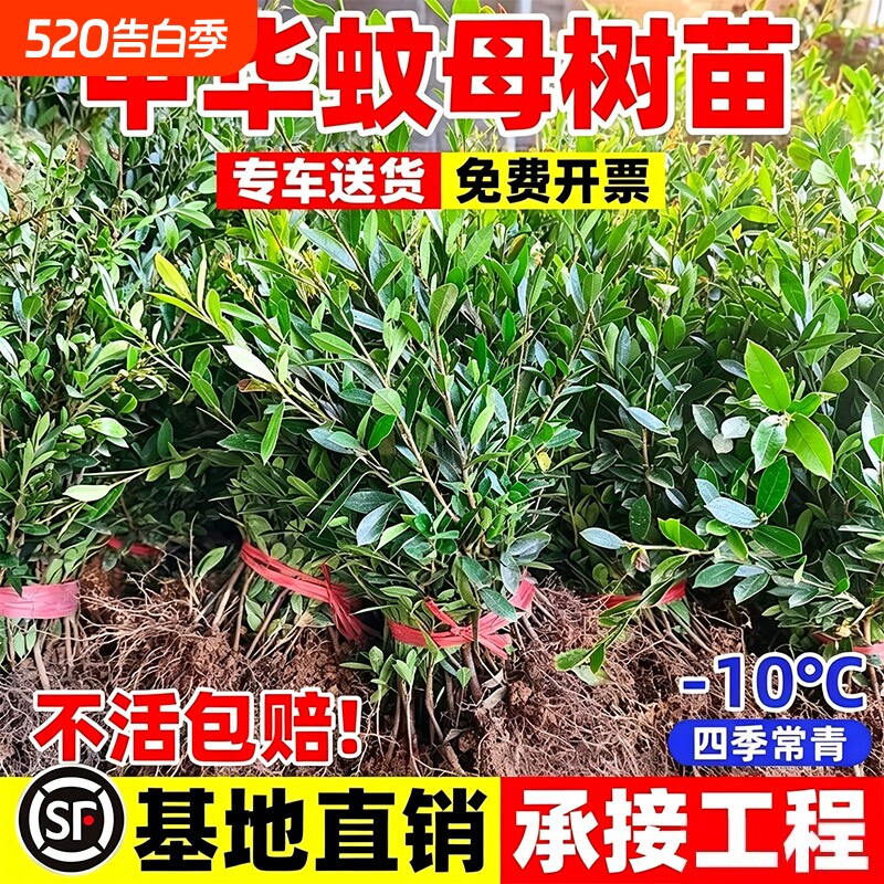 中华蚊母树苗老桩室外庭院绿化篱笆植物四季常青盆栽造型耐寒耐旱