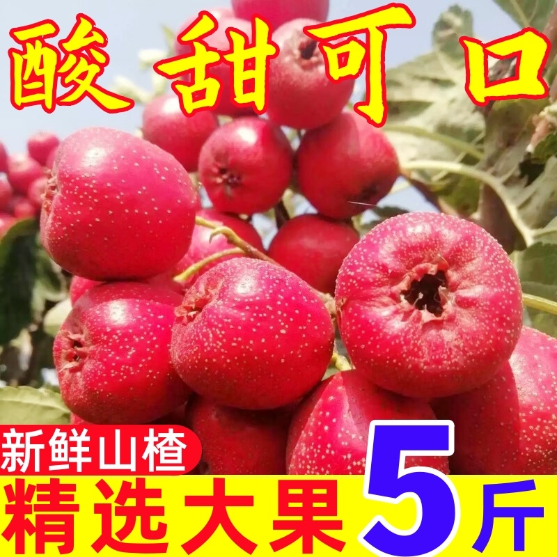 糖葫芦专用山楂新鲜大金星大金星