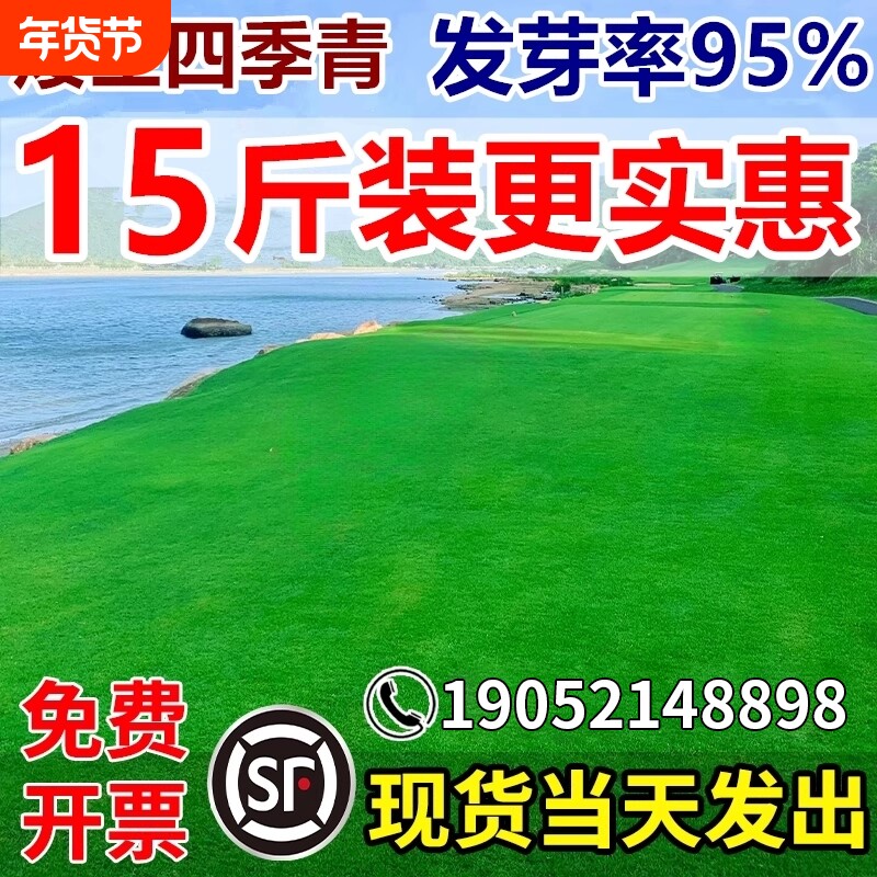 草坪草籽四季常青护坡狗牙根庭院矮生地毯草百慕大绿化黑麦草种子