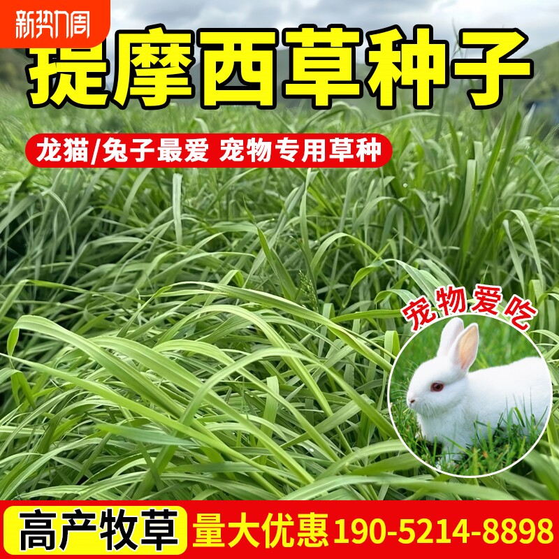 提摩西草种子提草梯牧草养兔荷兰猪豚鼠等宠物口粮多年生牧草种子