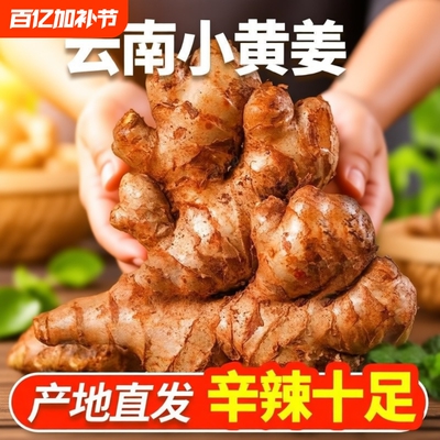 新鲜现挖云南小黄姜高山生姜老姜鲜姜仔姜辛辣产地直邮包邮