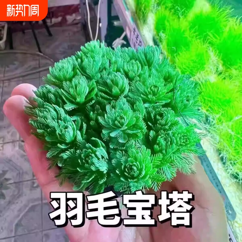 绿羽毛宝塔新手养殖鱼缸鱼池造景广州水草基地直发阴性淡水坨草