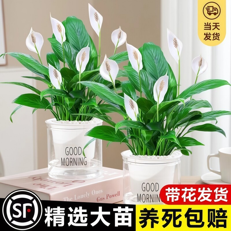 白掌盆栽风顺水培植物室内好养四季水养红掌花卉大盆绿植带花卧室