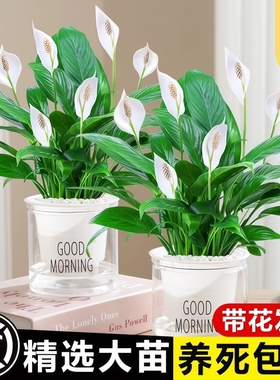 白掌盆栽风顺水培植物室内好养四季水养红掌花卉大盆绿植带花卧室