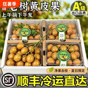 黄皮果新鲜顺丰到家正宗广东郁南鸡心老树大果现摘现发非无核当季